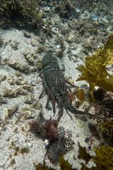 Sagmariasus verreauxi