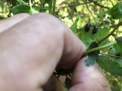 Plectonycha correntina
