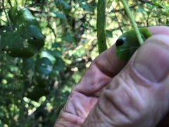 Plectonycha correntina