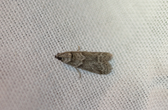 Dioryctria mendacella