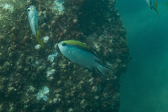 Chromis nitida