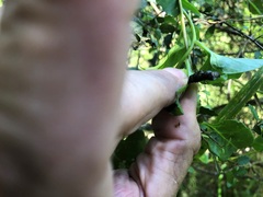 Plectonycha correntina