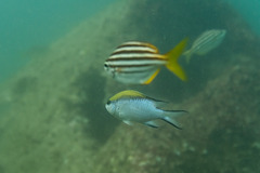 Chromis nitida