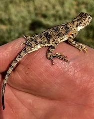 Phrynocephalus versicolor