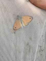 Coenonympha pamphilus