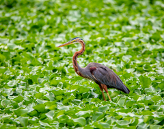 Ardea purpurea