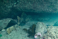 Orectolobus halei