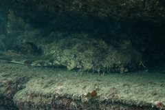 Orectolobus halei