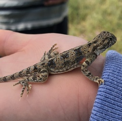 Phrynocephalus versicolor