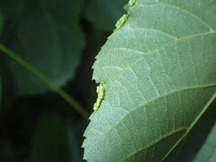 Phytoptus tetratrichus