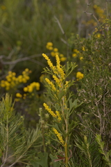 Synaphea