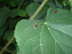 Eriophyes tiliae