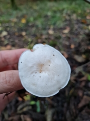 Clitocybe phyllophila