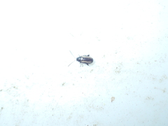 Phyllotreta