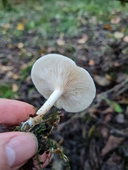 Clitocybe phyllophila