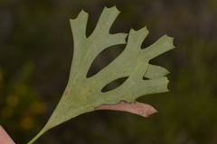 Synaphea