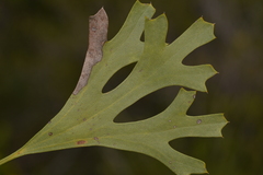Synaphea