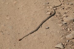 Psammophis jallae