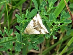 Heliothis viriplaca