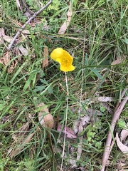 Ranunculus lappaceus