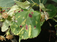 Eriophyes leiosoma