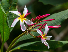 Plumeria