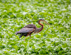 Ardea purpurea