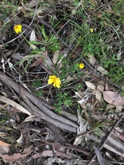 Ranunculus lappaceus