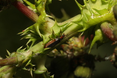 Cantharis flavilabris