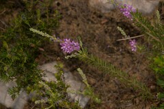 Philotheca spicata