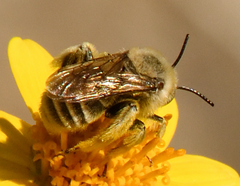 Diadasia
