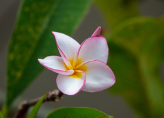 Plumeria