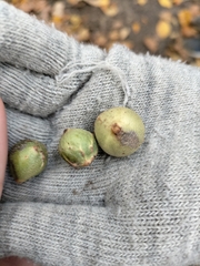 Andricus infectorius