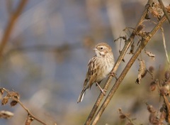 Emberiza pallasi