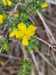 Hibbertia riparia