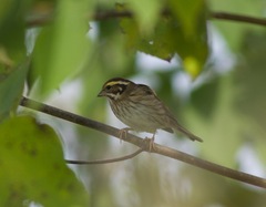 Emberiza chrysophrys