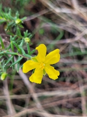 Hibbertia riparia