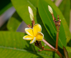 Plumeria