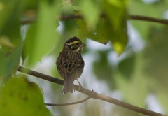 Emberiza chrysophrys