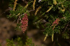 Grevillea preissii glabrilimba