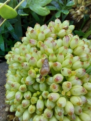 Cochlicella