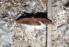 Tanaecia iapis
