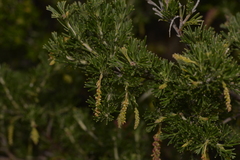 Grevillea preissii glabrilimba