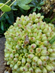Cochlicella