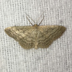 Scopula inductata
