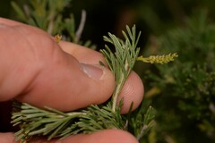 Grevillea preissii glabrilimba