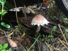 Conocybe vestita