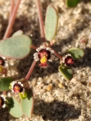 Euphorbia vizcainensis