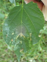 Eriophyes exilis