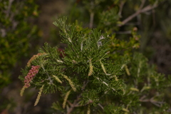 Grevillea preissii glabrilimba